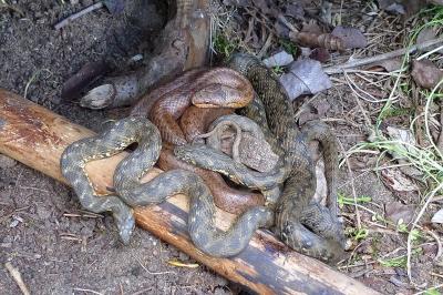 Couleuvre vipérine 