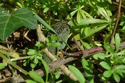 Lézard à deux raies