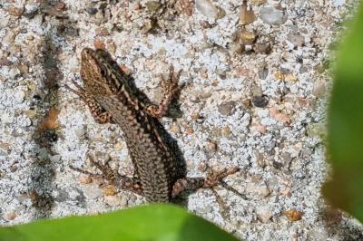 Lézard des murailles 