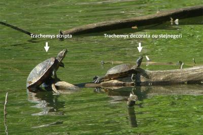 Trachémyde