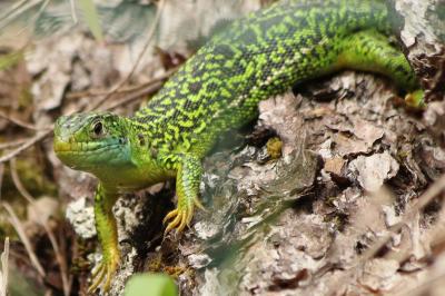 Lézard à deux raies