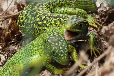 Lézard à deux raies