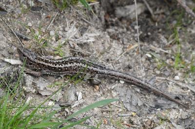 Lézard des souches 