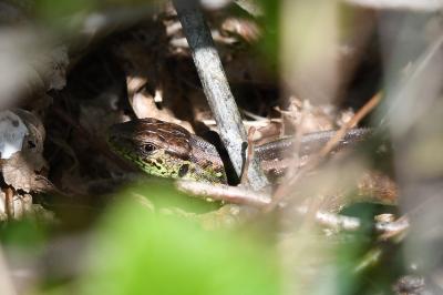 Lézard des souches 
