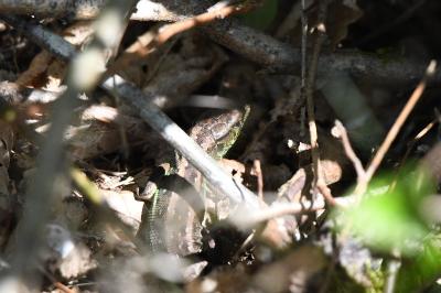 Lézard des souches 