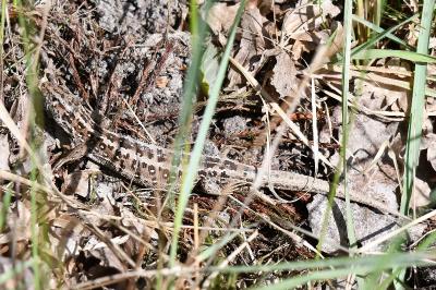 Lézard des souches 