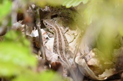 Lézard des souches 