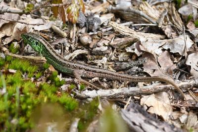 Lézard des souches 
