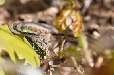 Lézard des souches 