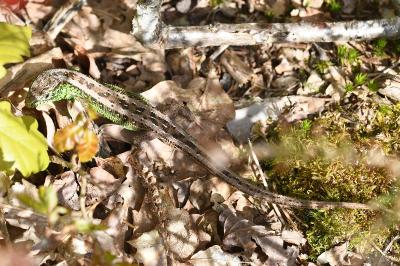 Lézard des souches 