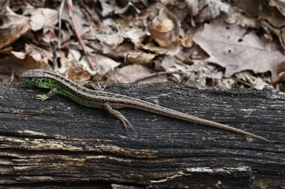 Lézard des souches 