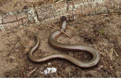 Orvet fragile 