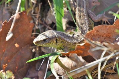 Lézard des souches 