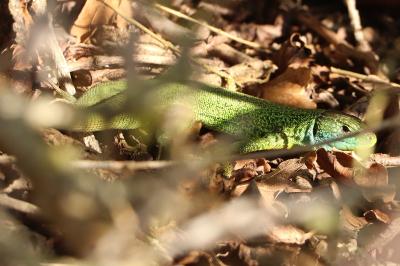 Lézard à deux raies