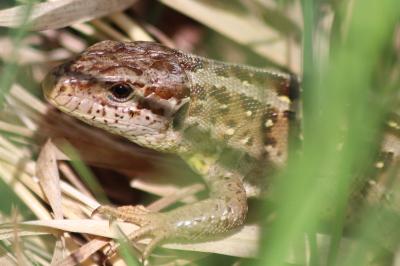 Lézard des souches 