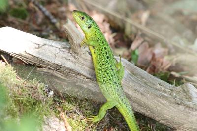 Lézard à deux raies