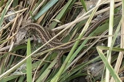 Lézard des souches 