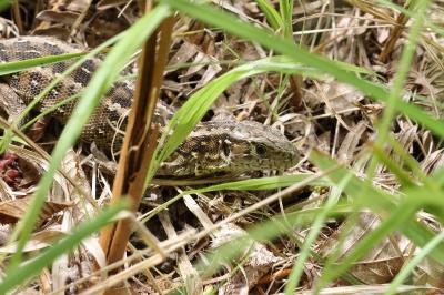 Lézard des souches 