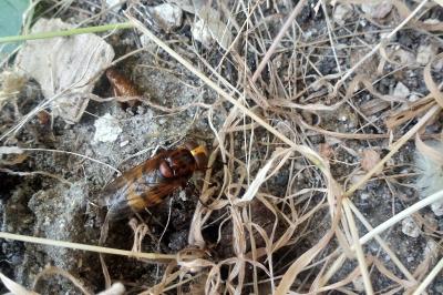 <i>Volucella</i>
