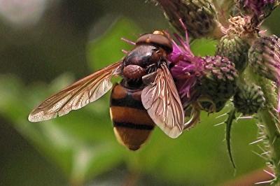 <i>Volucella zonaria</i>