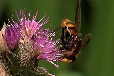 <i>Volucella zonaria</i>