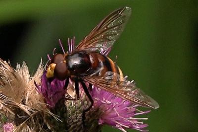 <i>Volucella zonaria</i>