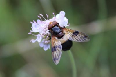 <i>Volucella pellucens</i>