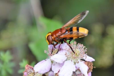 <i>Volucella zonaria</i>