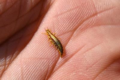 <i>Chrysoperla</i>