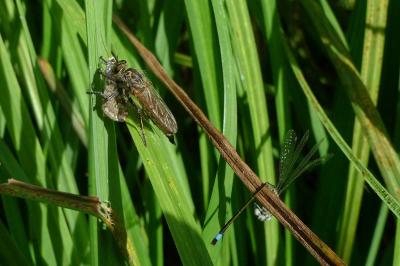 <i>Eutolmus rufibarbis</i>