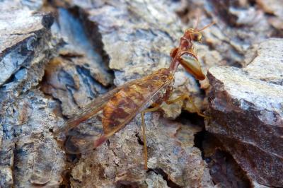 <i>Mantispa styriaca</i>