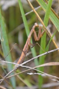 <i>Mantis religiosa</i>