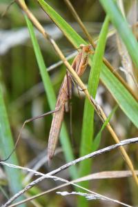 <i>Mantis religiosa</i>