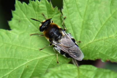 <i>Stratiomys</i>
