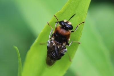 <i>Stratiomys</i>