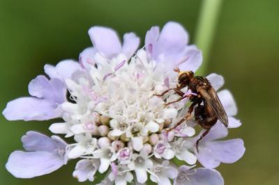 <i>Sicus ferrugineus</i>
