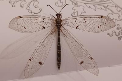 <i>Distoleon tetragrammicus</i>