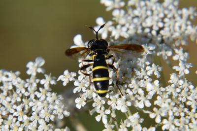 <i>Ceriana conopsoides</i>