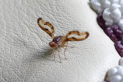 <i>Toxoneura muliebris</i>