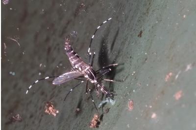 <i>Stegomyia albopicta</i>