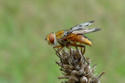 <i>Ectophasia crassipennis</i>