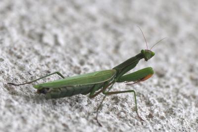 <i>Mantis religiosa</i>