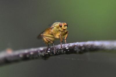 <i>Scathophaga stercoraria</i>