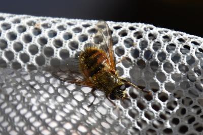 <i>Tachina ursina</i>