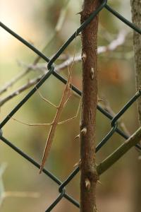 <i>Clonopsis gallica</i>