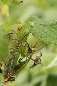 <i>Mantis religiosa</i>