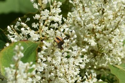 <i>Ectophasia crassipennis</i>