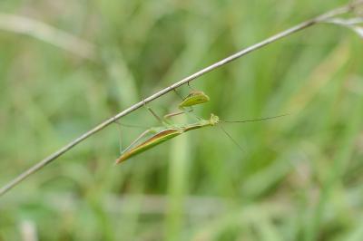 <i>Mantis religiosa</i>