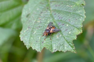 <i>Tachina fera</i>