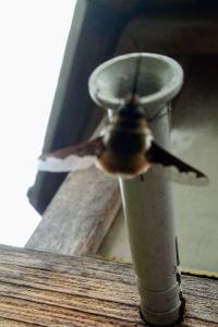 <i>Bombylius major</i>